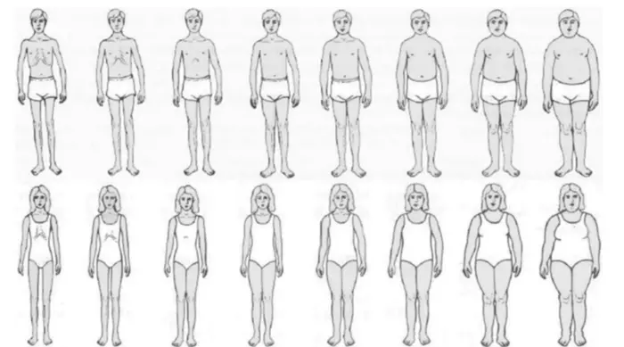 Figural drawing scales displaying body images of increasing weight