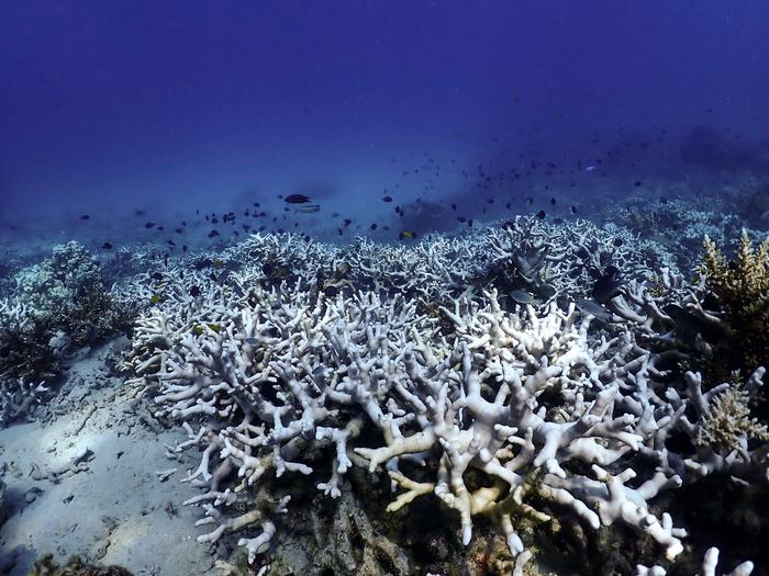 Coral bleaching