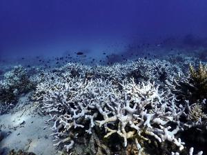 Coral bleaching