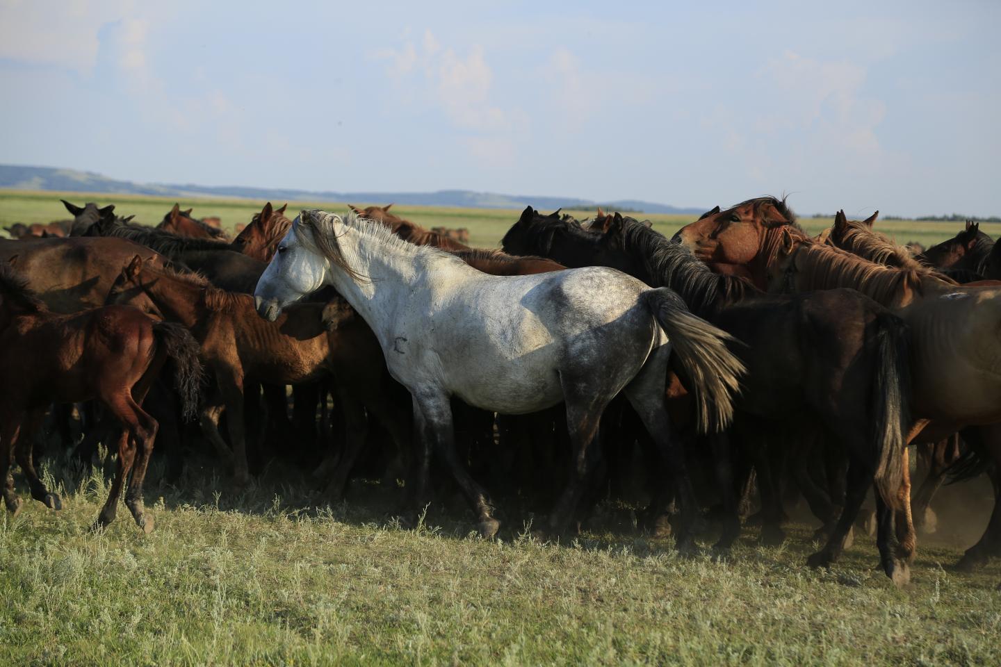 Herd of Kazakh Horses