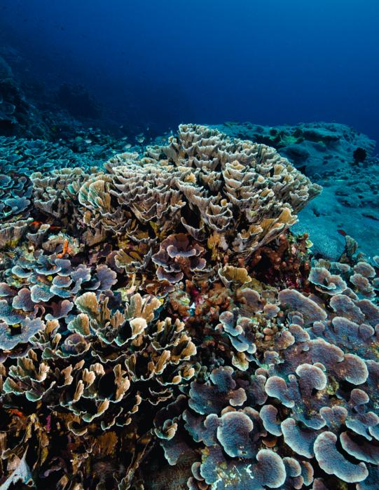A mesophotic reef