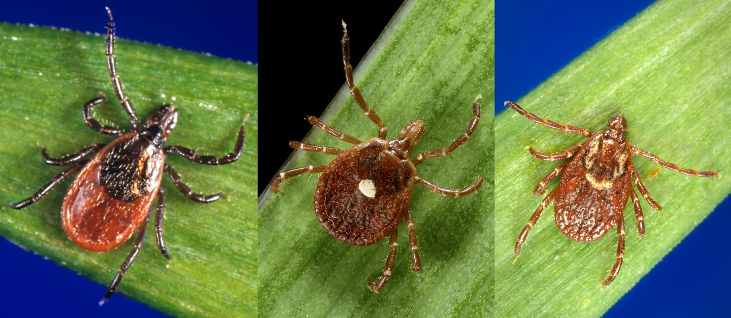 Blacklegged Tick, Lone Star Ti [IMAGE] EurekAlert! Science News Releases