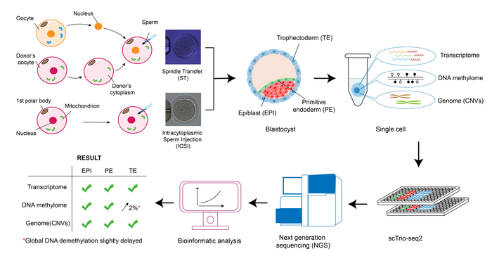 Pre-fertilization DNA transfer to avoid mitoc | EurekAlert!