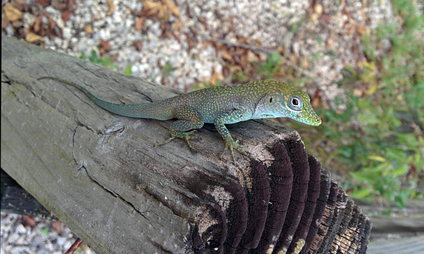 Grand Cayman Blue-Throated Anole