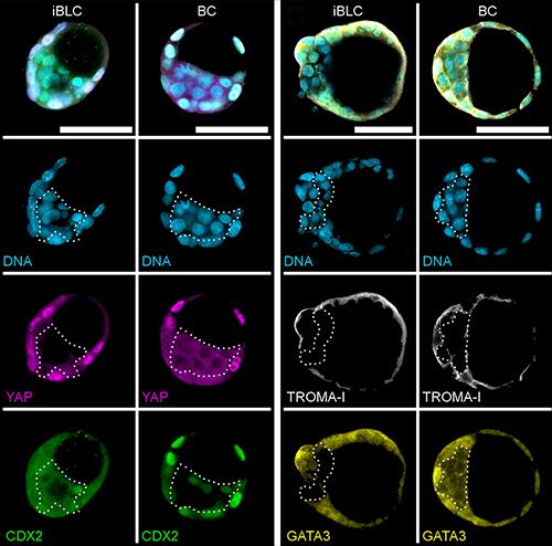 Induced Blastocyst-like Cysts Resemble Blastocysts