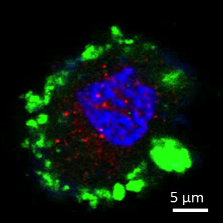 Re-programmed Cell