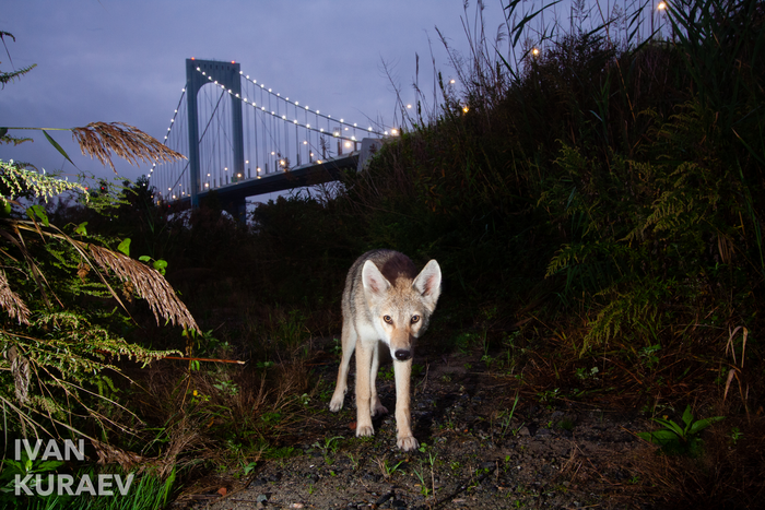 New York City coyotes do not need to rely on human food