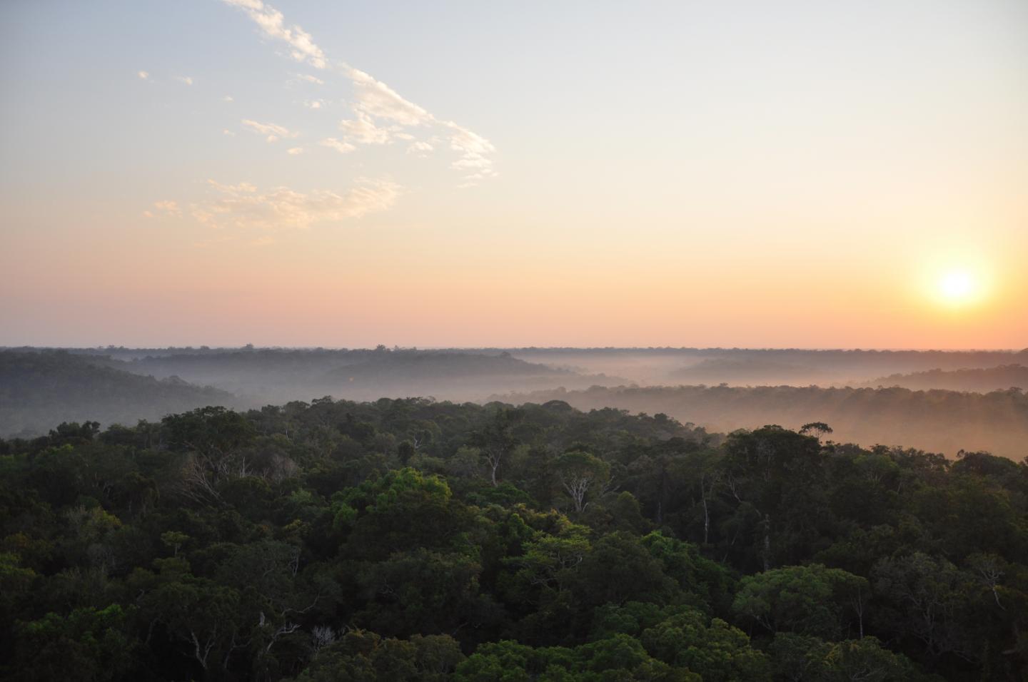Sunrise over the Amazon rainforest