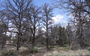 Drought Pinon Trees 