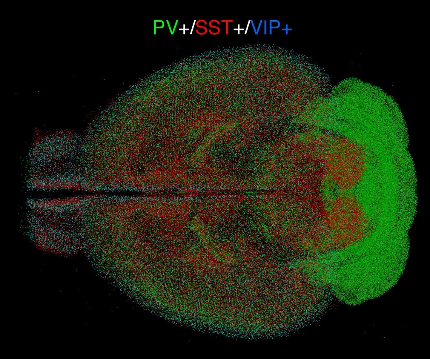 Image that Revealed New Brain Organization Principle
