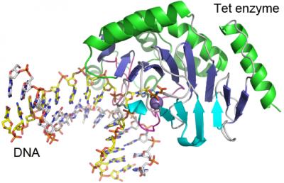 Tet Enzyme with DNA