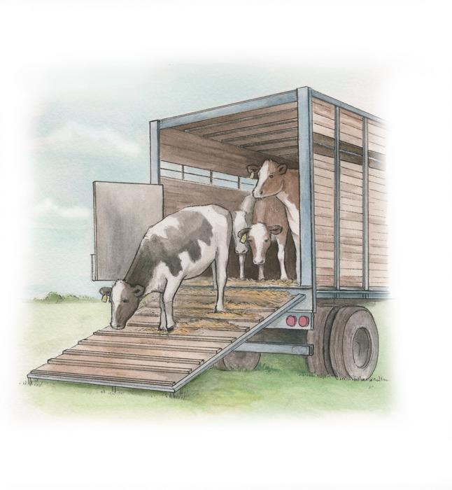 Live animal transport regulations not ‘fit fo EurekAlert!