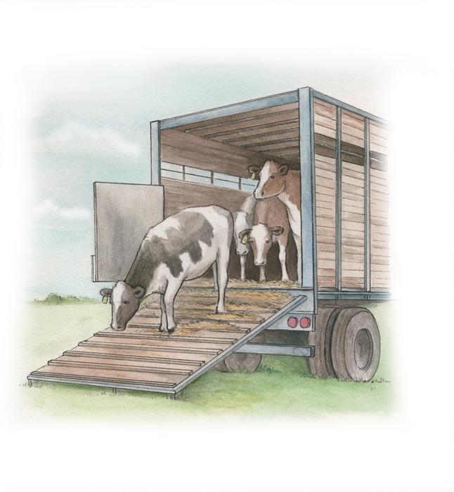 Illustration of animal transportation