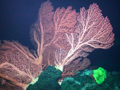 Corals on Davidson Seamount