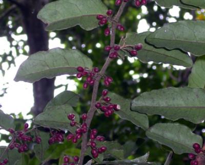 <i>Amborella</i> in Fruit