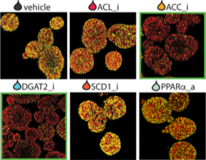 Drug screening in human fatty liver organoids