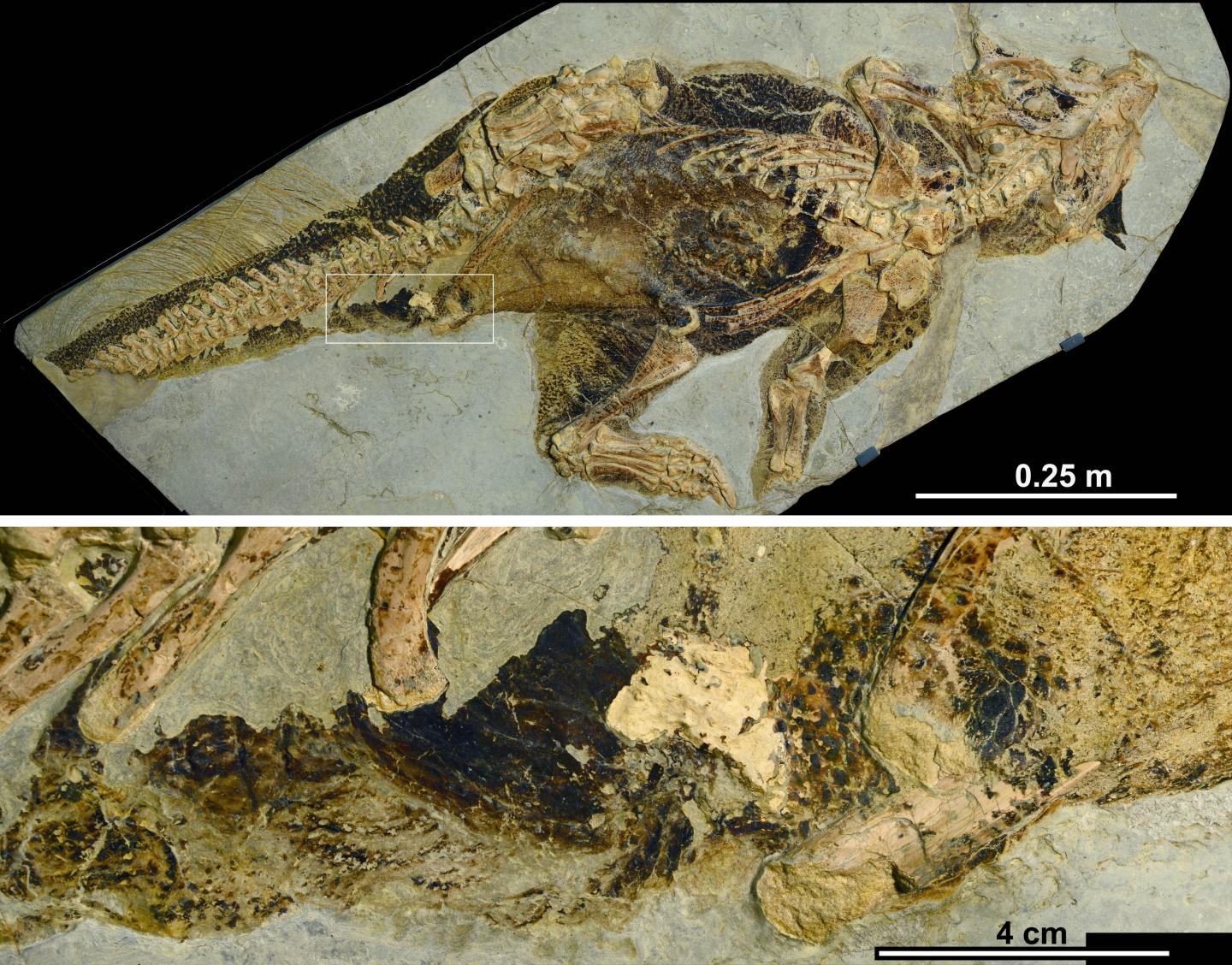 Psittacosaurus specimen