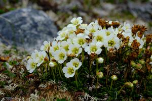 Lapland Diapensia (Diapensia lapponica)