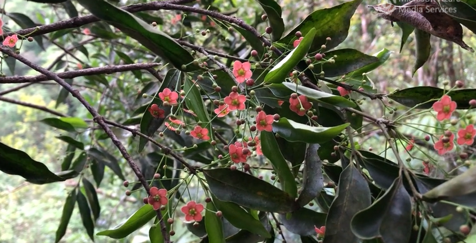 Euonymus laxiflorus in Taiwan.