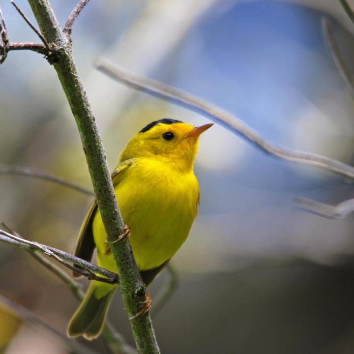 Wilson's Warbler