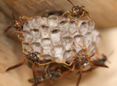 Wasps' Nest