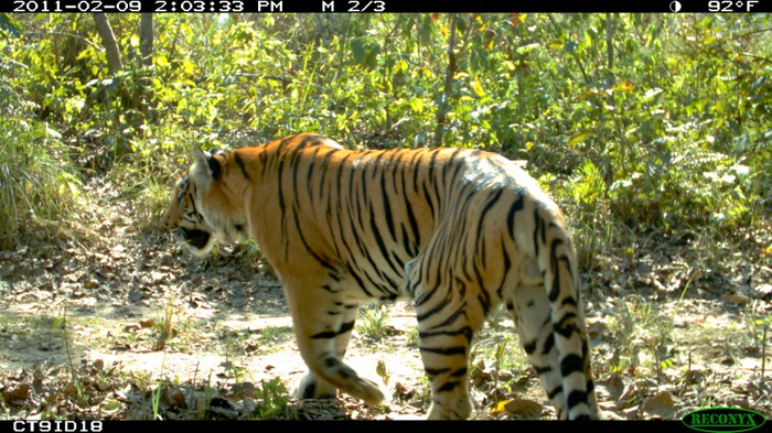 An adult male tiger in Nepal’s Chitwan National Park. Photo credit: Neil Carter