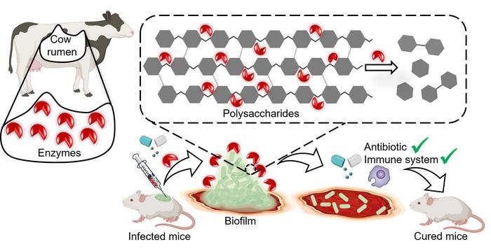 Biofilm PR 1