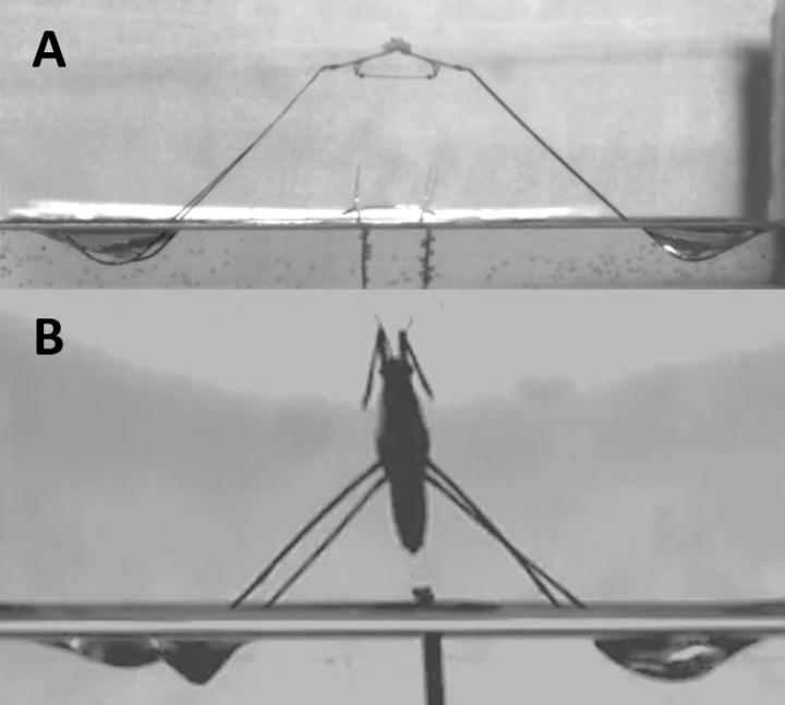 Figure 1. Comparison Between The Robot (A) And Its Inspiration -- The Real Waterstrider (B) During J