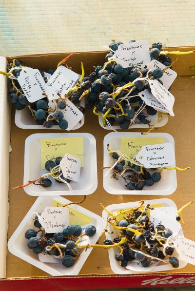 Grape Varieties