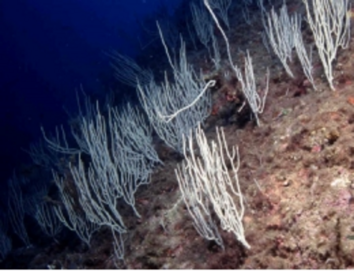 Heatwaves could reduce the survival of coral larvae and the connectivity of coral populations in the Mediterranean Sea