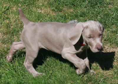 Healthy Weimaraner Puppy
