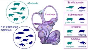 The shape of the osseous moulding of the inner ear, the organ of hearing and balance (represented here by a mouse deer ear, with landmarks that capture the shape). Inner ear shape was compared among a total of 40 mammals in the study by Grunstra et al. Se