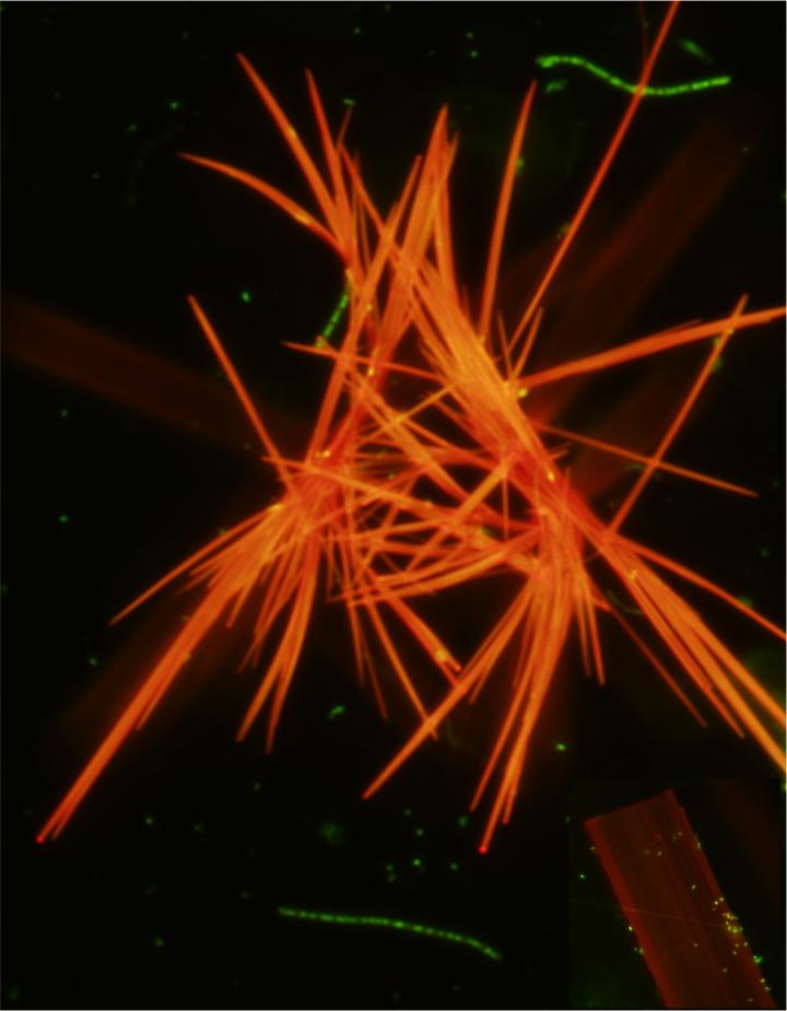 Neutral Red Crystals