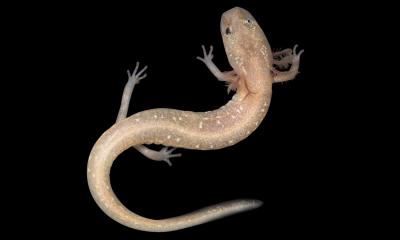 Pictured is an Undescribed Species of Eurycea Salamander from the Pedernales River Basin (1 of 2)