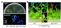 Lack of Intracellular Calcium in Plants Lacking GLR3.1/GLR3.5