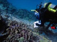 Author Conducting a Coral Health Survey