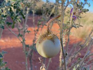 Bush tomato