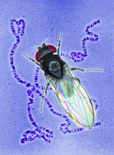 <i>Drosophila subobscura</i>