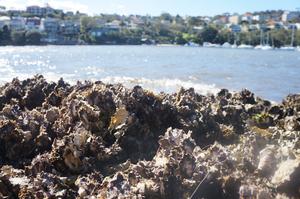 A native oyster bed on an urbanised coast credit Dominic McAfee