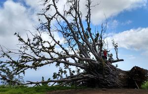 Fallen Tree