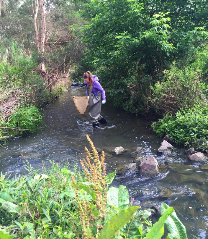 Erinn Richmond Collects Aquatic Invertebrates