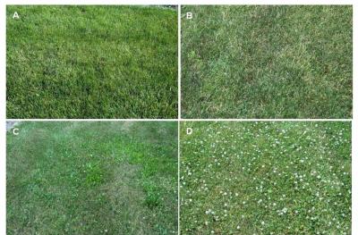 Turfgrass Fertility, Pesticide Programs Compared