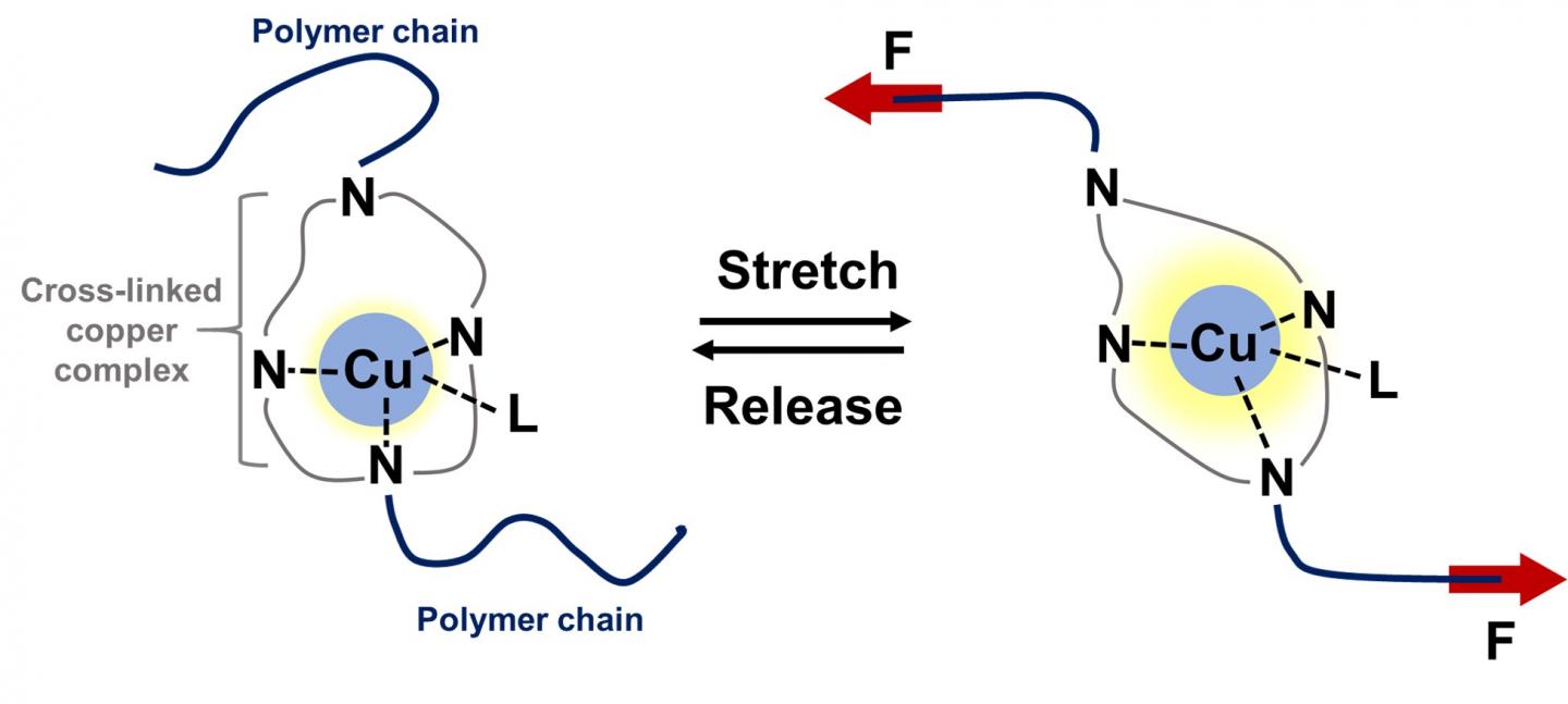 Diagram of Cross-Linked Copper Complex in Polymer