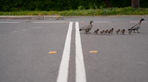 Family of ducks