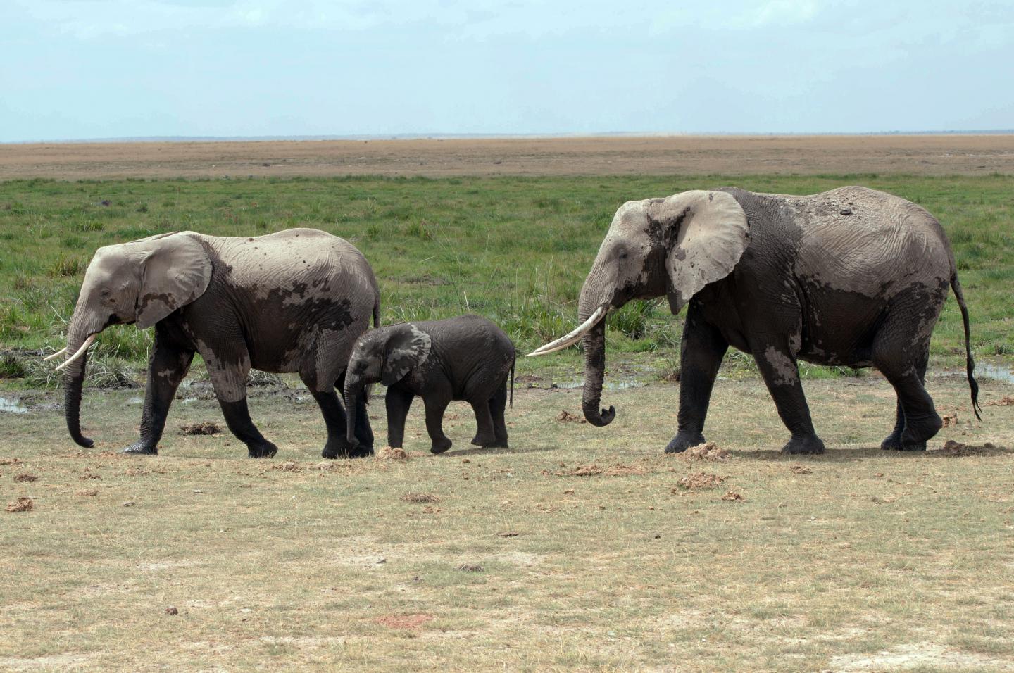 The African Elephant Is the Largest Animal on Land, but not the Fastest