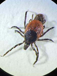 Ixodes ricinus