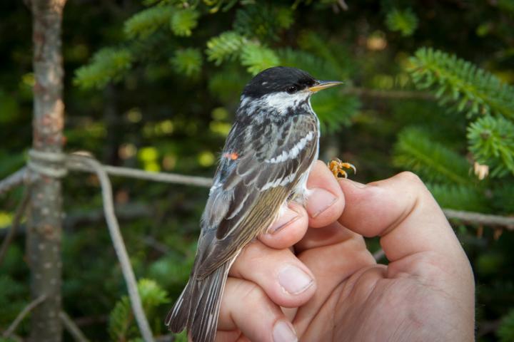 A Blackpoll Is Outfitted with a Tiny Tracking Backpack