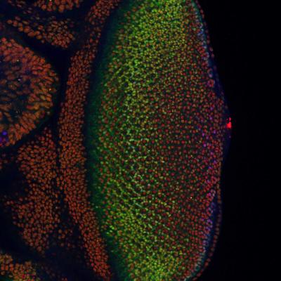 Fruit Fly Retina