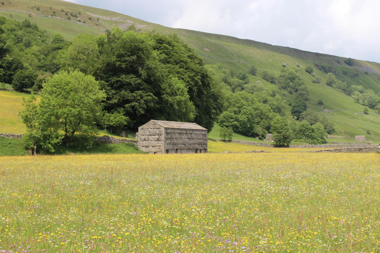 Meadow and Grassland in Yorkshire Dales