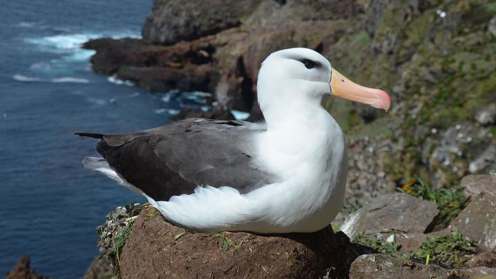 Black-Browed Albatross